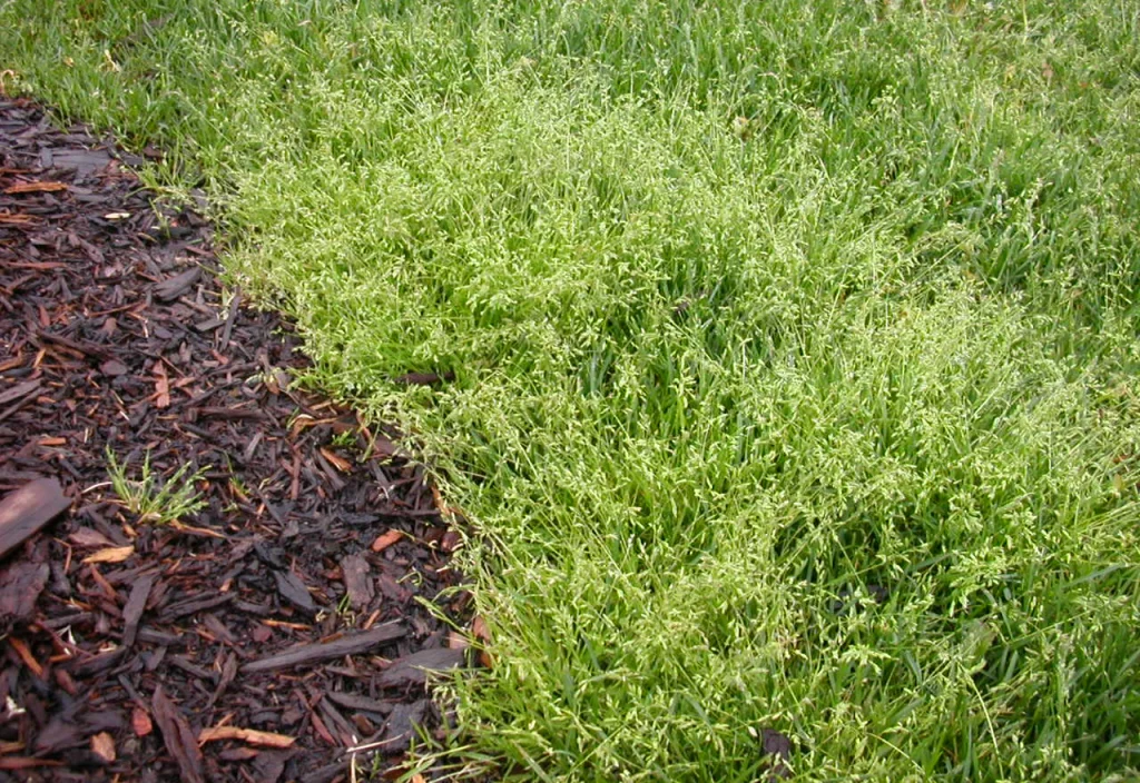 Annual Bluegrass: How to Identify and Control This Common Lawn Weed