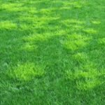 Annual Bluegrass How to Identify and Control This Common Lawn Weed