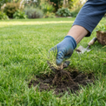 Annual Bluegrass How to Identify and Control This Common Lawn Weed