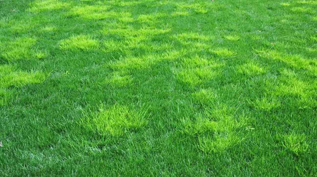 Annual Bluegrass How to Identify and Control This Common Lawn Weed