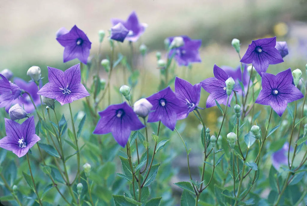Purple Perennial Flowers with Easy Growing Tips