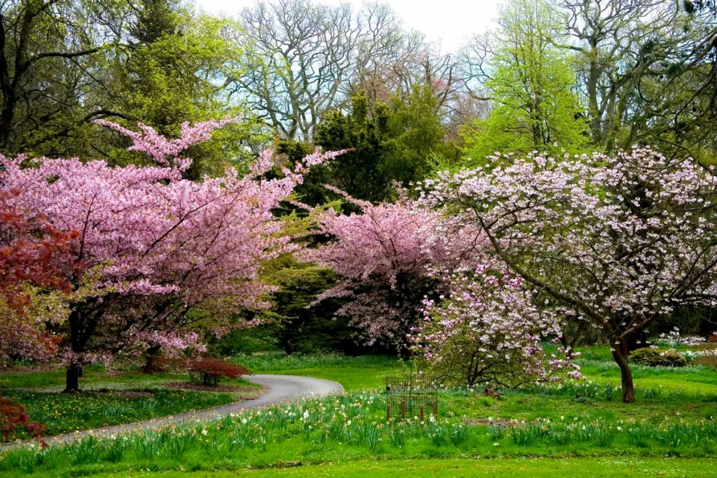 How to Plant and Maintain a Japanese Cherry Blossom Tree