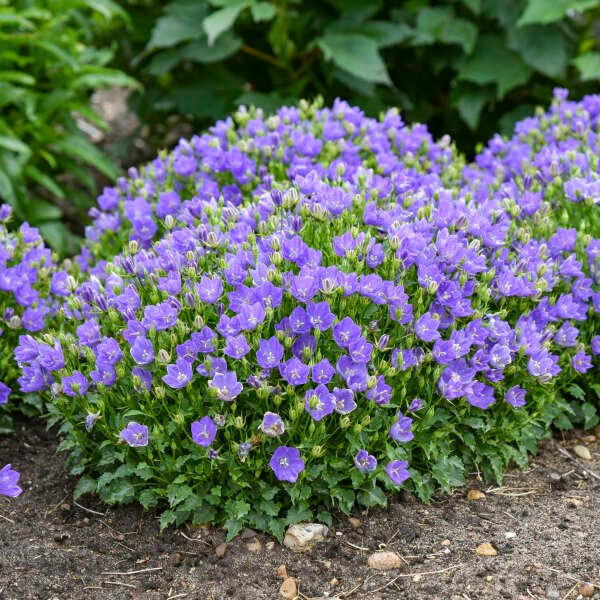 Purple Perennial Flowers with Easy Growing Tips