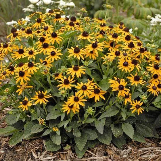 Yellow Perennial Flower Garden Ideas That Actually Come Back Every Year