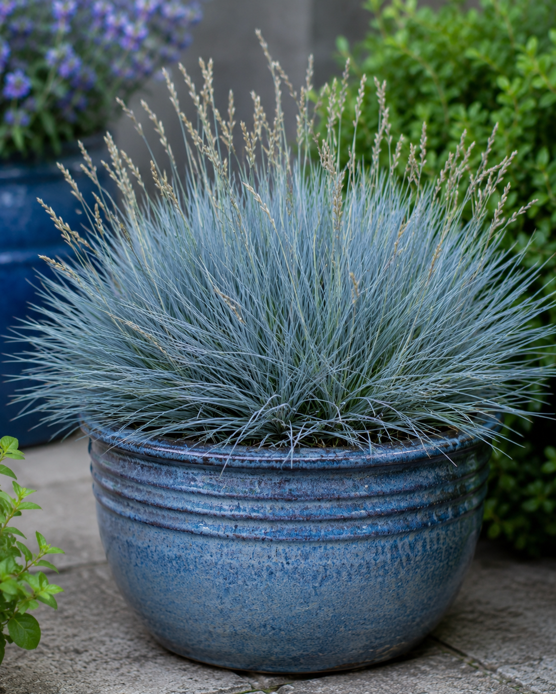 Stunning Light Blue Flowers Perfect for Container Gardening