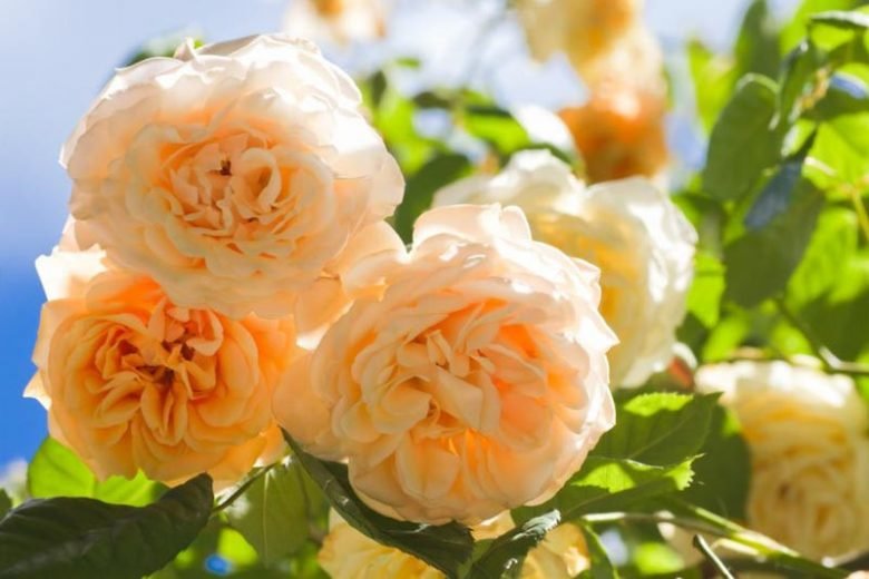 Stunning Yellow Rose Varieties with Their Unique Meanings