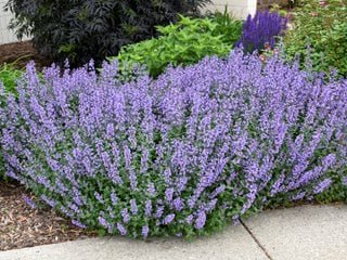 Purple Perennial Flowers with Easy Growing Tips