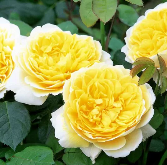 Stunning Yellow Rose Varieties with Their Unique Meanings