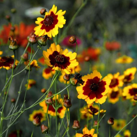 Yellow Perennial Flower Garden Ideas That Actually Come Back Every Year