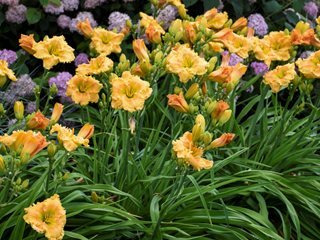 Yellow Perennial Flower Garden Ideas That Actually Come Back Every Year