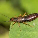 How to Get Rid of Earwigs Naturally in Your Garden