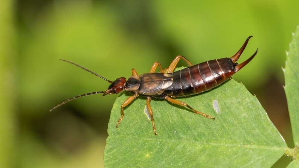 How to Get Rid of Earwigs Naturally in Your Garden