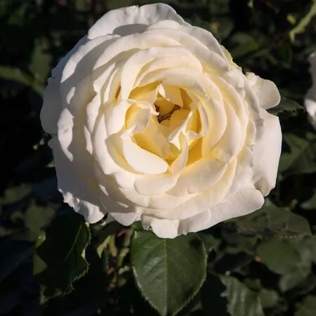 Stunning Yellow Rose Varieties with Their Unique Meanings