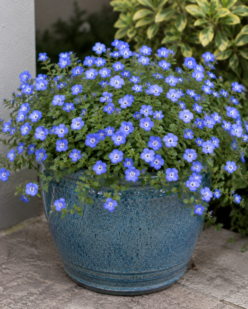 Stunning Light Blue Flowers Perfect for Container Gardening