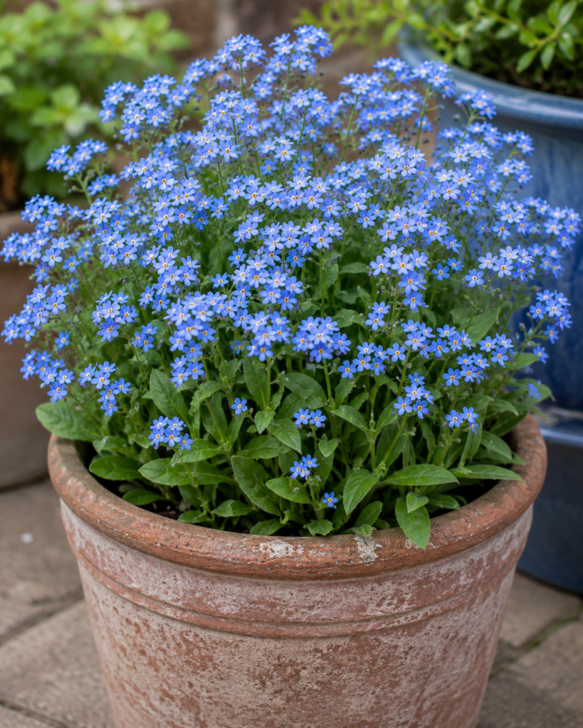 Stunning Light Blue Flowers Perfect for Container Gardening