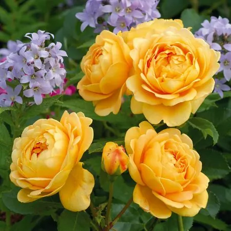 Stunning Yellow Rose Varieties with Their Unique Meanings
