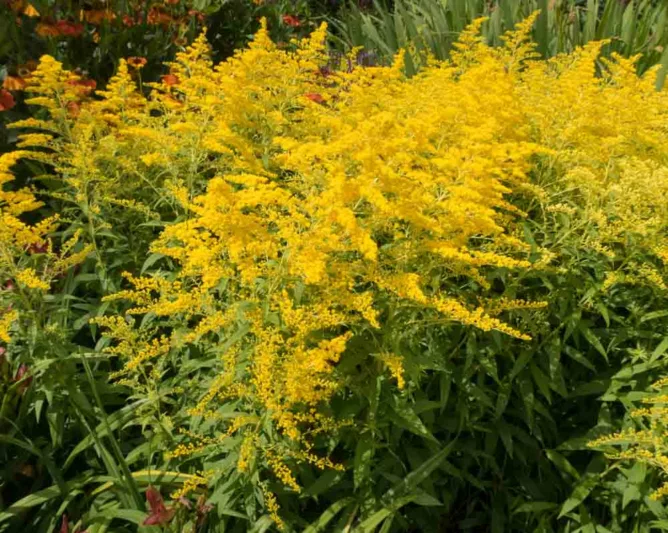 Yellow Perennial Flower Garden Ideas That Actually Come Back Every Year