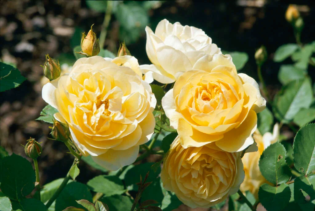 Stunning Yellow Rose Varieties with Their Unique Meanings