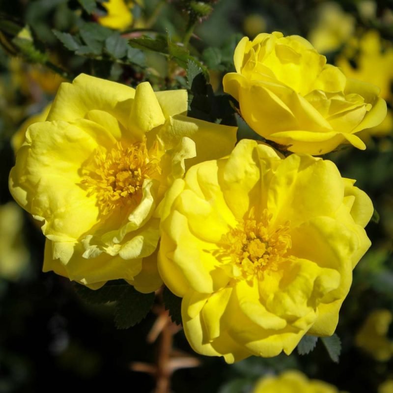 Stunning Yellow Rose Varieties with Their Unique Meanings