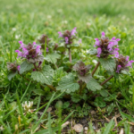 Henbit Weed How to Identify and Get Rid of Henbit in Your Lawn