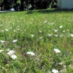 How to Get Rid of Bindweed From Your Lawn Naturally