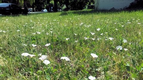 How to Get Rid of Bindweed From Your Lawn Naturally