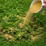 How to Kill Creeping Oxalis Naturally