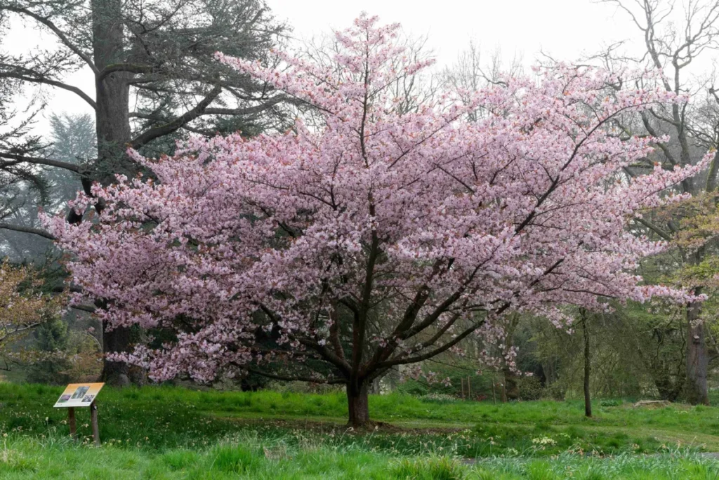 How to Plant and Maintain a Japanese Cherry Blossom Tree