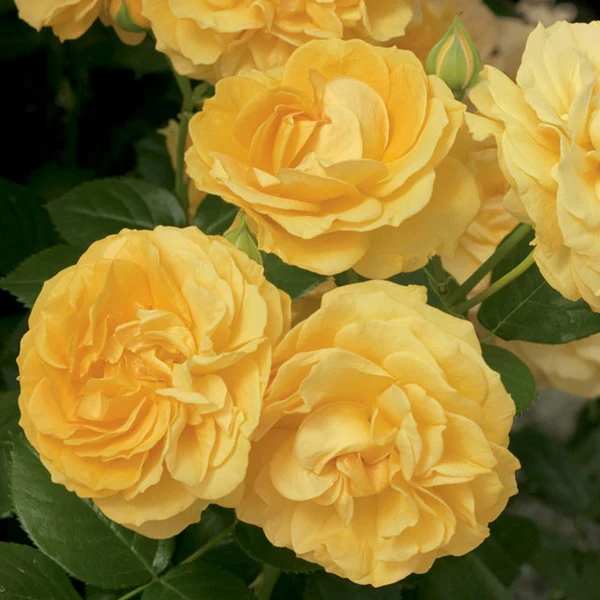 Stunning Yellow Rose Varieties with Their Unique Meanings