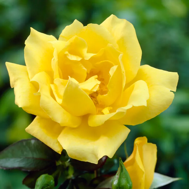 Stunning Yellow Rose Varieties with Their Unique Meanings