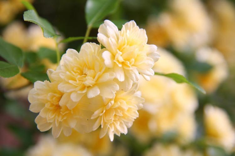 Stunning Yellow Rose Varieties with Their Unique Meanings
