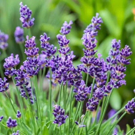Purple Perennial Flowers with Easy Growing Tips