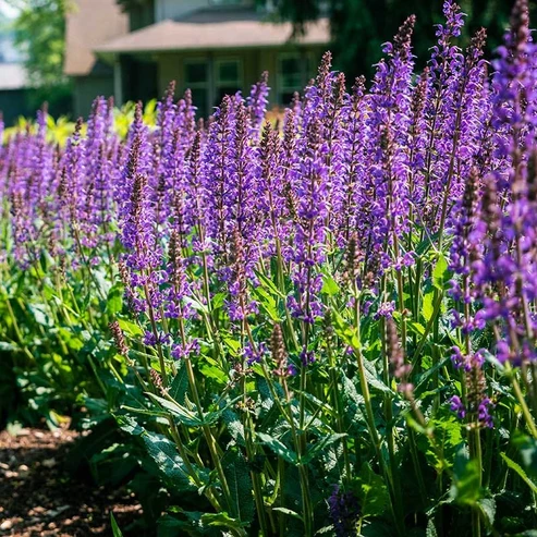 Purple Perennial Flowers with Easy Growing Tips