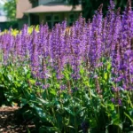 Purple Perennial Flowers with Easy Growing Tips