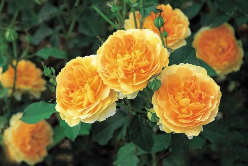 Stunning Yellow Rose Varieties with Their Unique Meanings