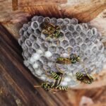 Natural Ways to Keep Wasps Away Without Using Chemicals