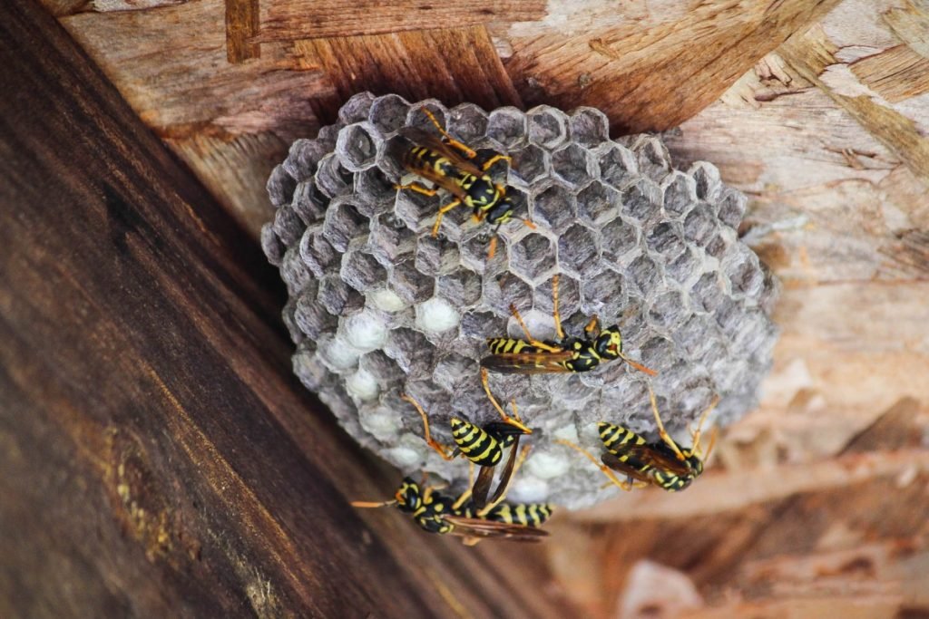 Natural Ways to Keep Wasps Away Without Using Chemicals
