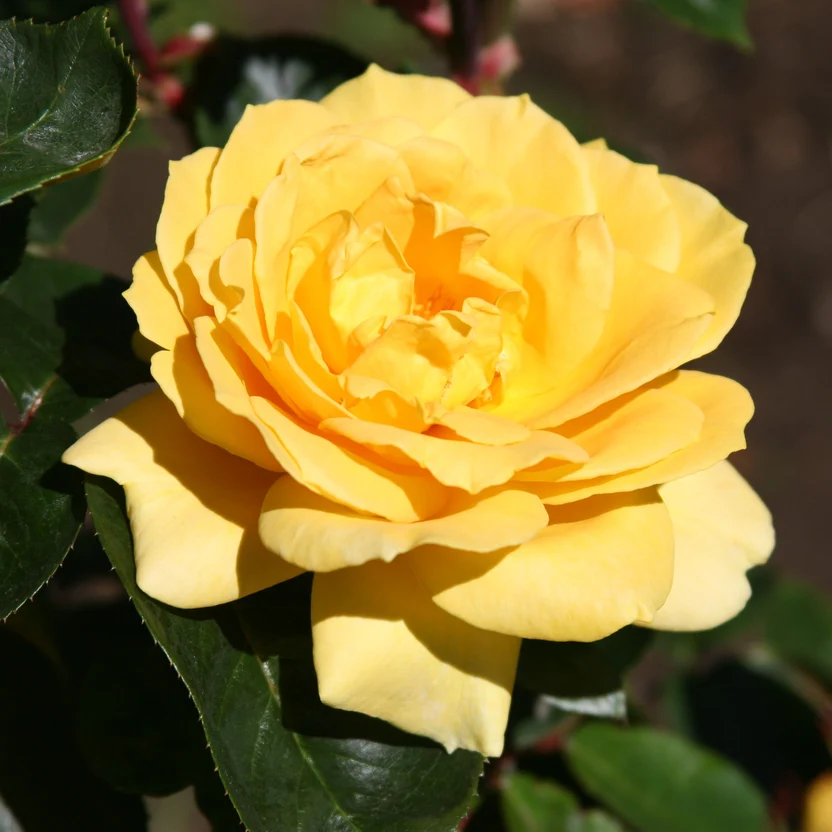 Stunning Yellow Rose Varieties with Their Unique Meanings