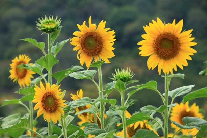 Yellow Perennial Flower Garden Ideas That Actually Come Back Every Year
