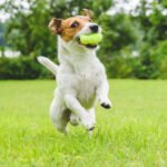Pet-Safe Weed Killers That Really Work for All Yards