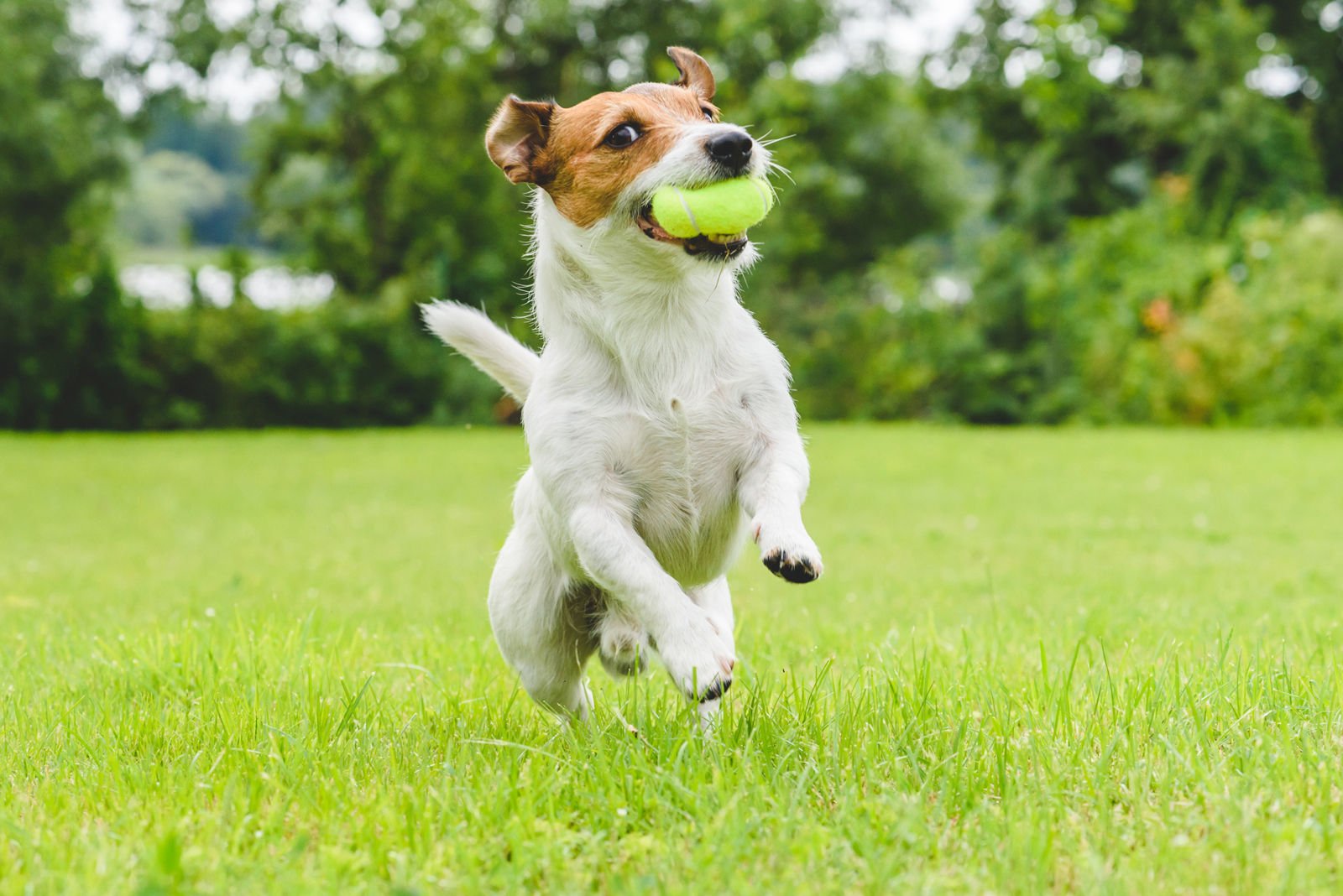 Pet-Safe Weed Killers That Really Work for All Yards