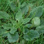 Plantain Weed How to Identify and Get Rid of Plantain in Your Lawn
