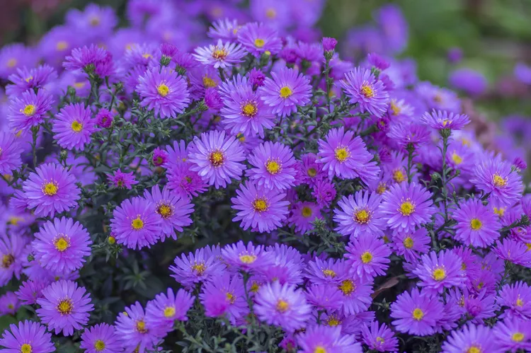 Purple Perennial Flowers with Easy Growing Tips
