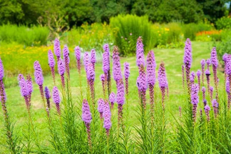 Purple Perennial Flowers with Easy Growing Tips