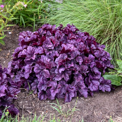 Purple Perennial Flowers with Easy Growing Tips