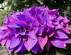 Purple Perennial Flowers with Easy Growing Tips
