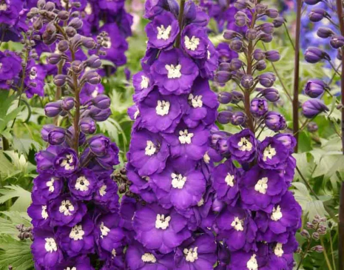 Purple Perennial Flowers with Easy Growing Tips