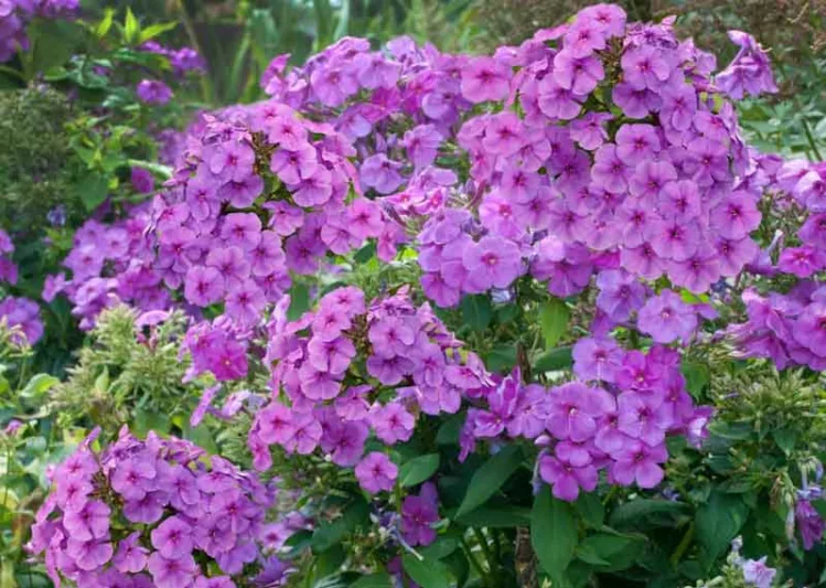 Purple Perennial Flowers with Easy Growing Tips