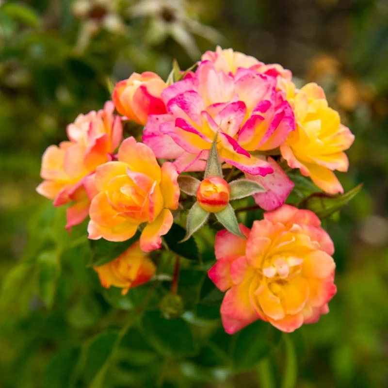 Stunning Yellow Rose Varieties with Their Unique Meanings