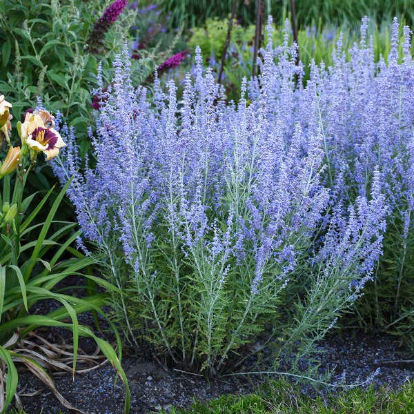 Purple Perennial Flowers with Easy Growing Tips